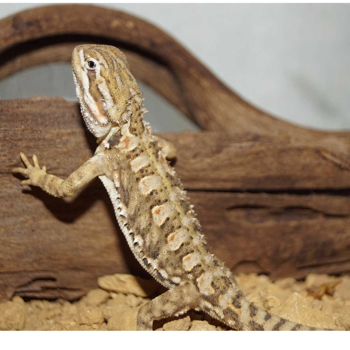 Pogona henrylawsoni (dværg-skægagame)